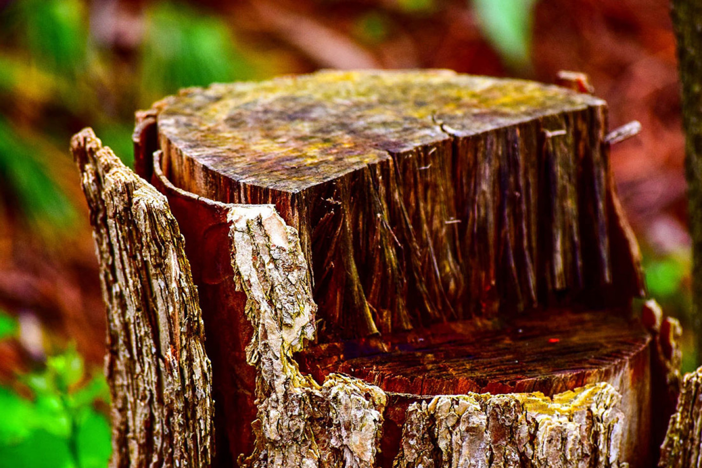 Stump grinding dover nj